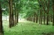 Giá cao su kỳ hạn tại Tokyo ngày 9/9 tăng do giá cao su kỳ hạn Thượng Hải gia tăng